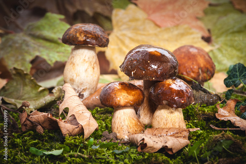 Autumn mushrooms on green moss