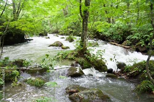 mountain stream in the forest