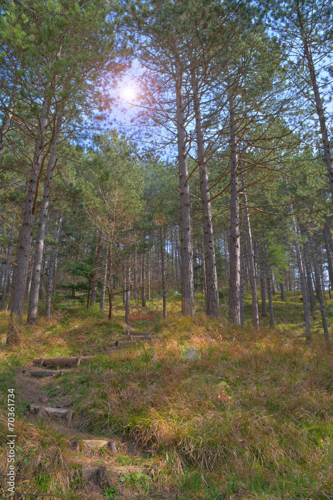 Fototapeta premium scalinata per la natura