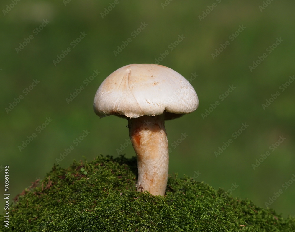 Mushrooms and moss on green background, series Mushrooms and moss on green background, series