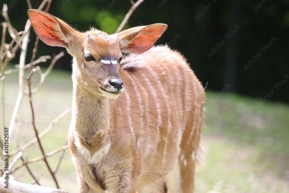 Portrait of Nyala