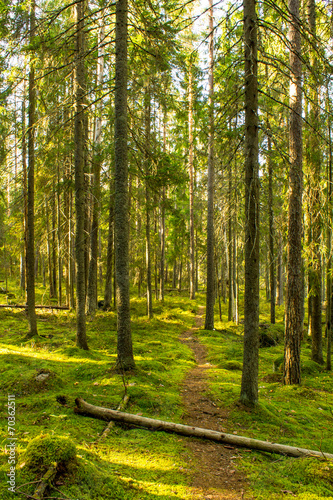 Fototapeta Naklejka Na Ścianę i Meble -  Virgin forest in the Southern Finland