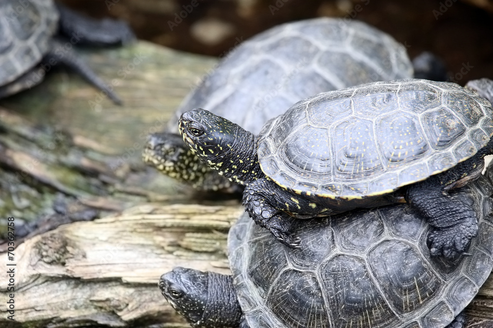 Turtles climbing up unto each other Turtles climbing up unto each other