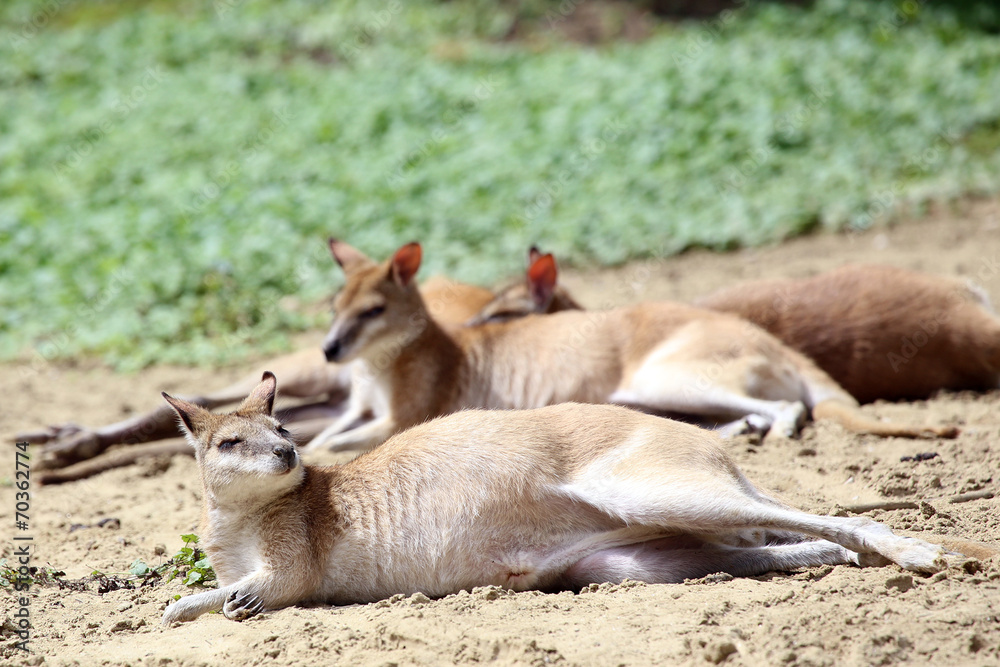 Fototapeta premium Wallaby lying on sandy ground