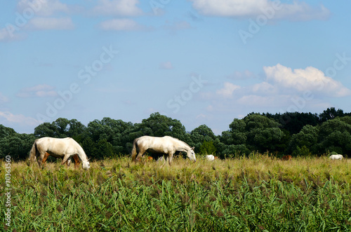 Rural landscape with horses grazing in a meadow
