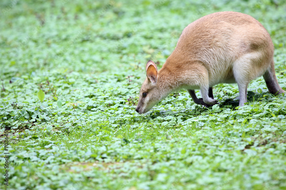 Wallaby eating grass