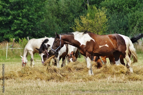 Horses on a farm in a summer meadow © skorpionik00