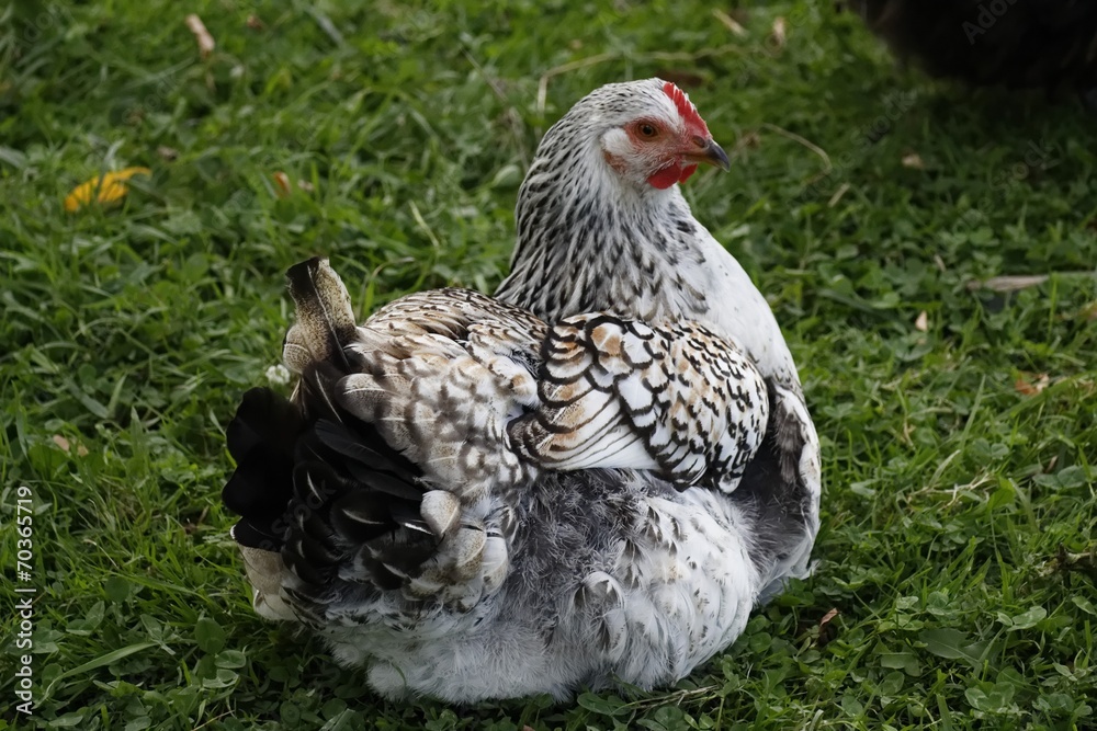 Fototapeta premium portrait d'une poule grise et blanche
