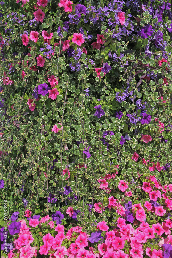 mur végétal de plectranthus, scaevola et surfinia