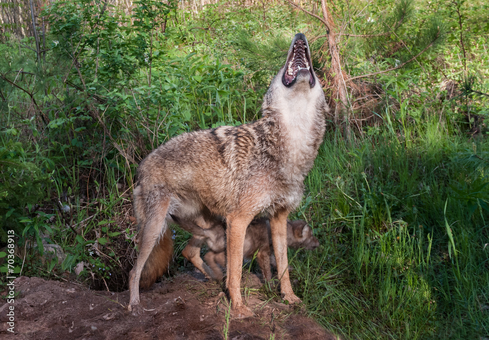 Adult Coyote (Canis latrans) Howls