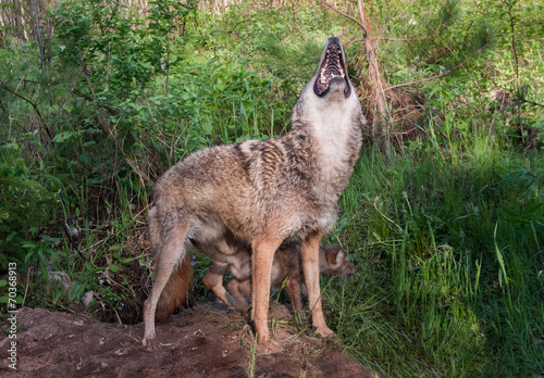 Obraz na płótnie Adult Coyote (Canis latrans) Howls w salonie