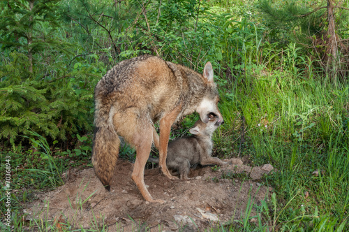 Adult Coyote (Canis latrans) Muzzle Grasps Pup © geoffkuchera