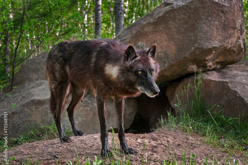 Black Wolf (Canis lupus) Stands in Front of Den Site