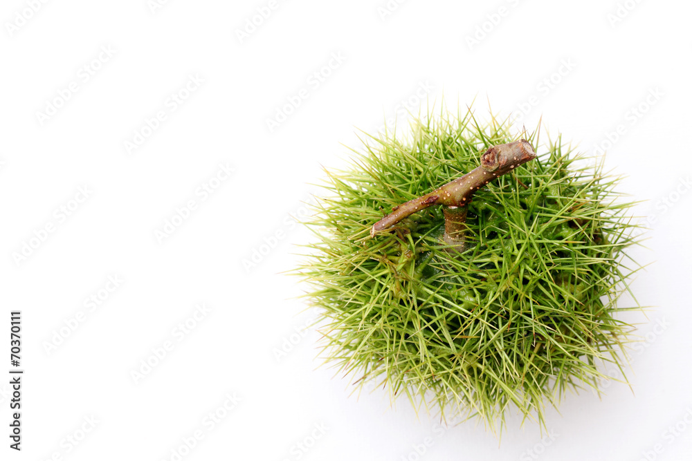 fresh chestnuts bur on white background fresh chestnuts bur on white background