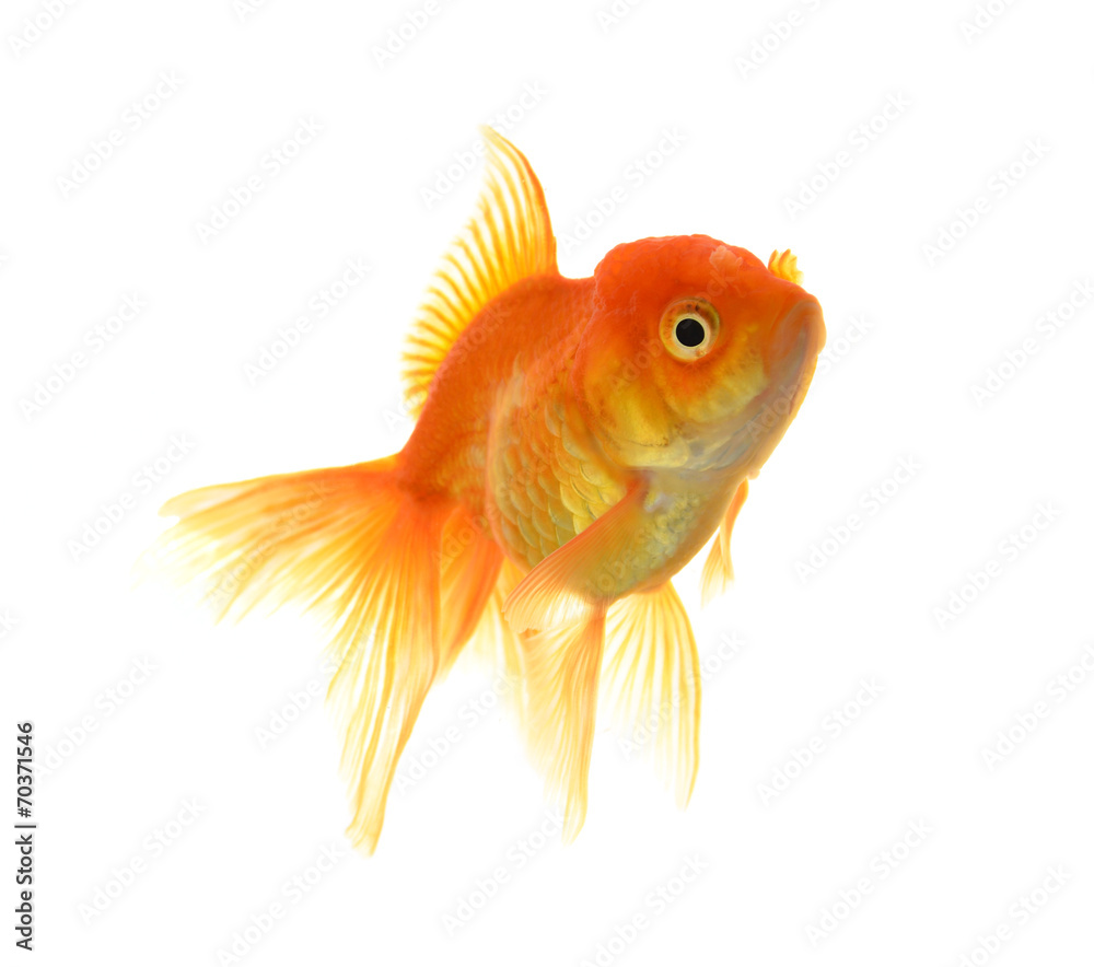 Goldfish on White Background Goldfish on White Background
