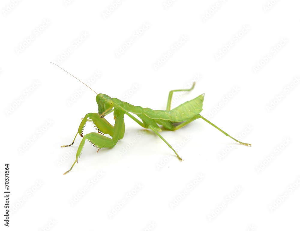 Female Praying Mantis, in front of white background Female Praying Mantis, in front of white background