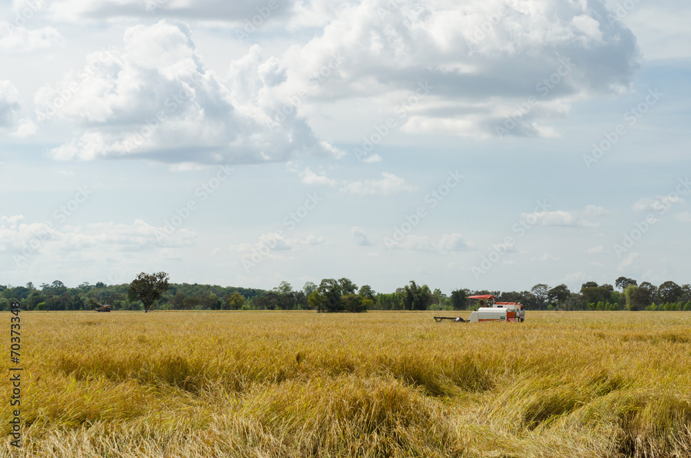 Fototapeta premium Farm worker harvesting rice with tractor