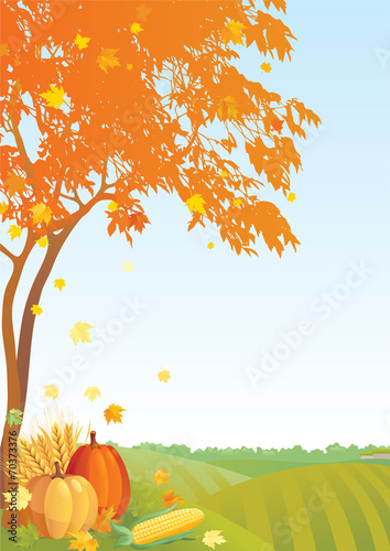 Thanksgiving background	with Maple  tree and pumpkins