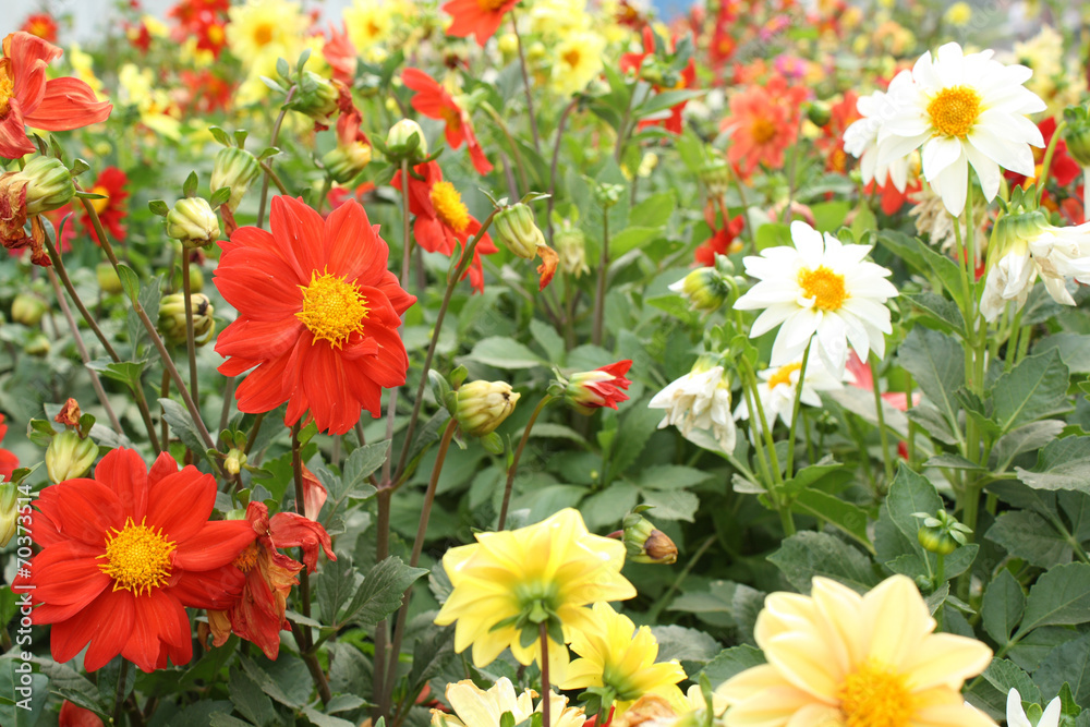 Flowers Flowers