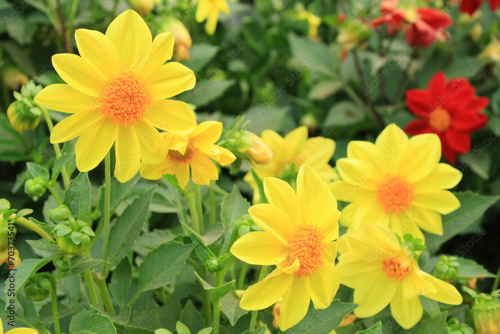 Flowers Flowers