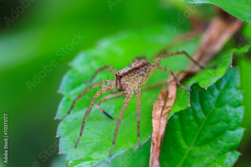 spider in forest
