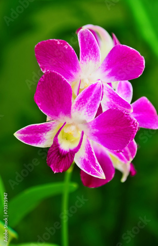Beautiful purple orchid © JJIMAGE