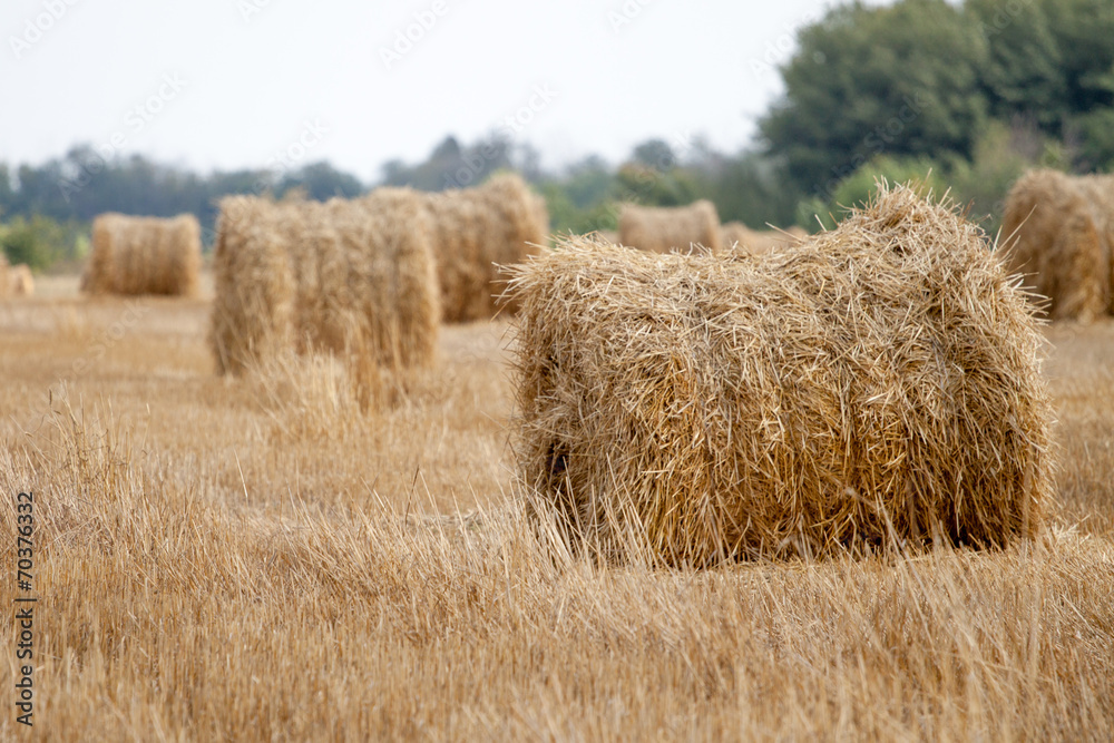 Fototapeta premium Hay bale or sheaf in a cold day