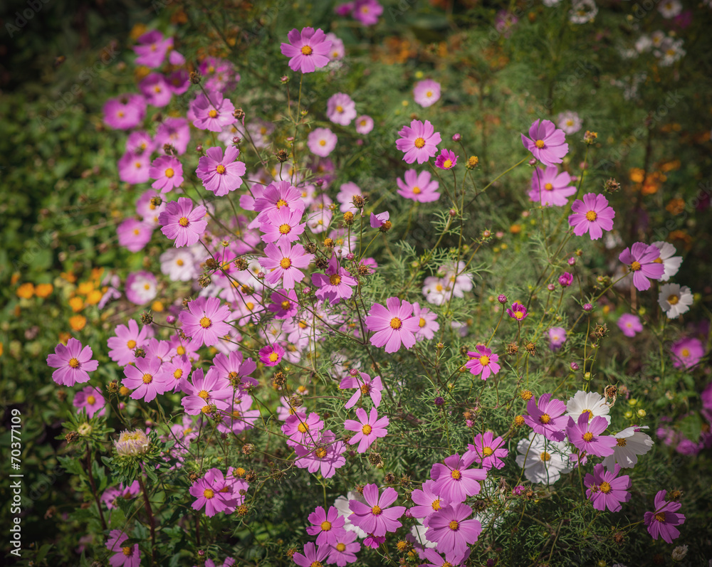 Pink flowers. Color toned image.