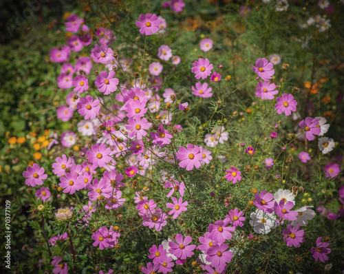 Fototapeta Naklejka Na Ścianę i Meble -  Pink flowers. Color toned image.