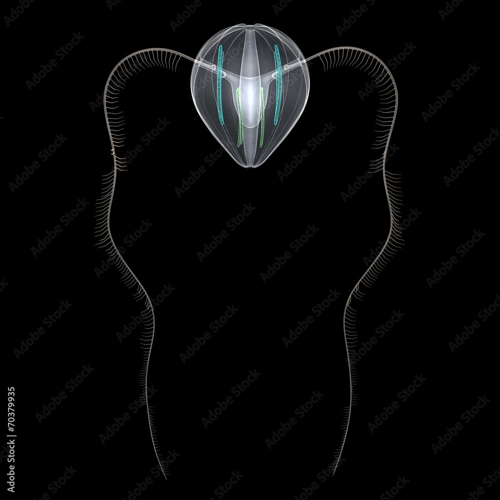 Fototapeta premium Ctenophora