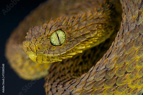 Leaf viper / Atheris subocularis photo