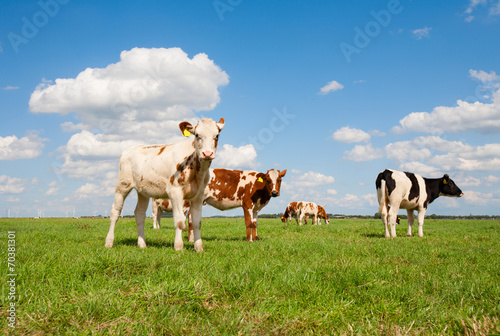 Dutch calves © erikdegraaf