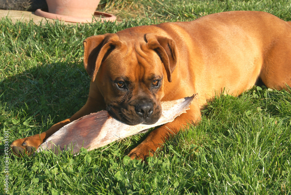 Boxer cucciolo