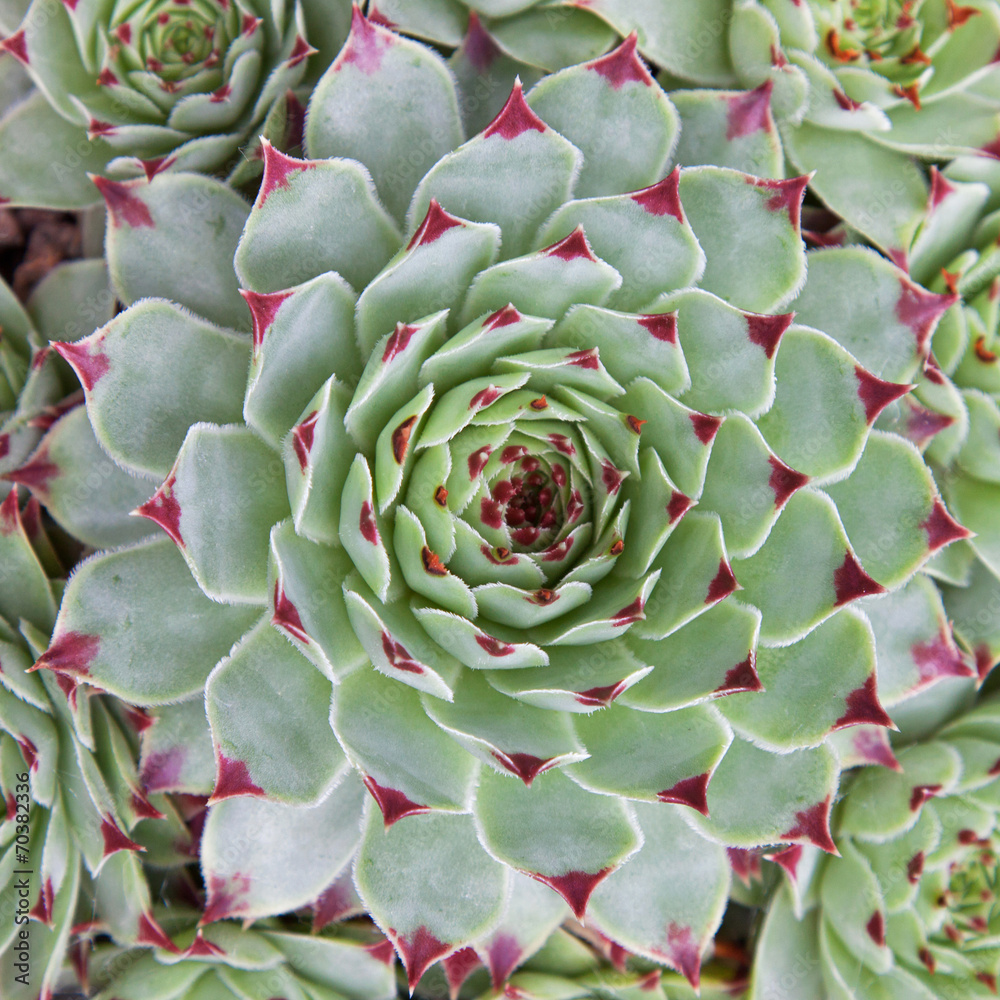 Sempervivum Hirtum detail Sempervivum Hirtum detail