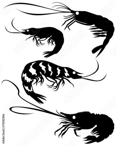 Shrimp
