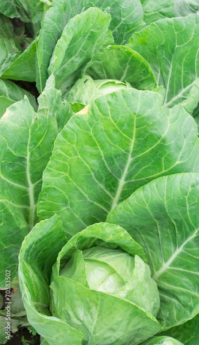 cabbage in the garden