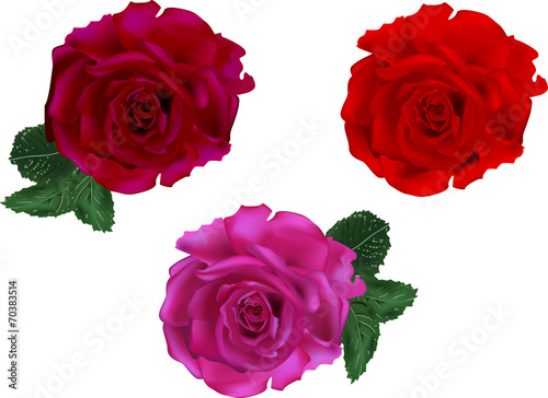 set of three dark red rose blooms