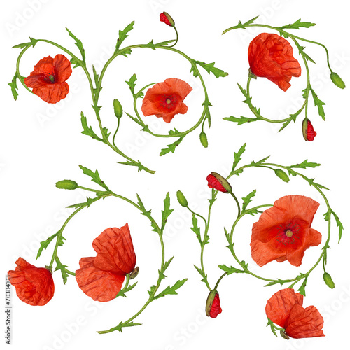 red poppy flower ornament elements collection on white