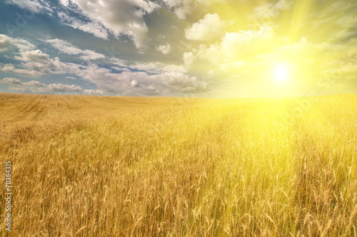 golden field with wheat under bright sun