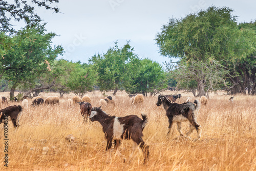 Fototapeta Naklejka Na Ścianę i Meble -  Morrocan goats in the field