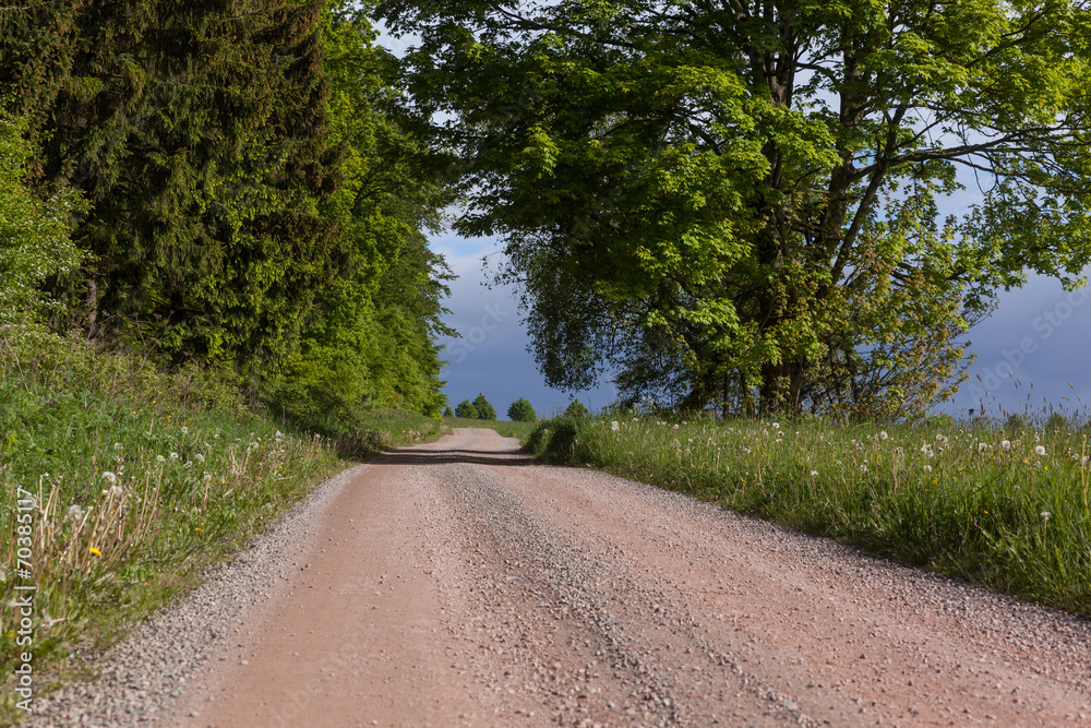 Fototapeta premium Waldweg im Harz