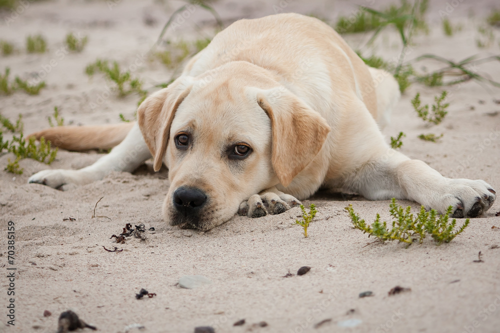 Cute lonely yellow labrador puppy Cute lonely yellow labrador puppy