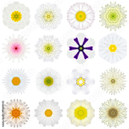 Collection Various White Concentric Flowers Isolated on White © tr3gi