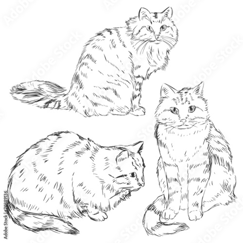 Vector Set of Sketch Cats