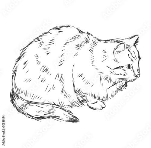Vector Sketch Cat