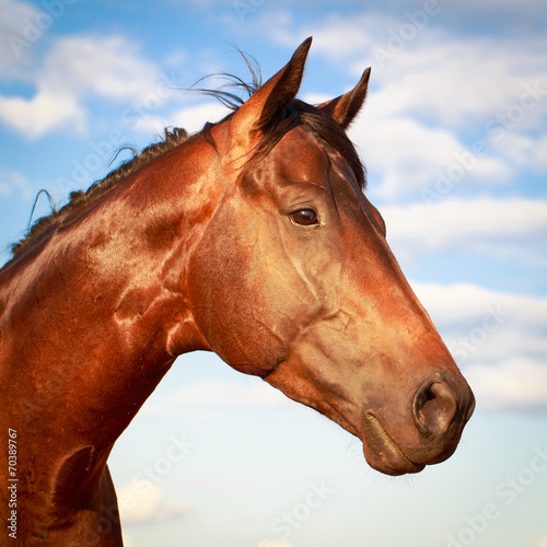 chestnut horse. photo