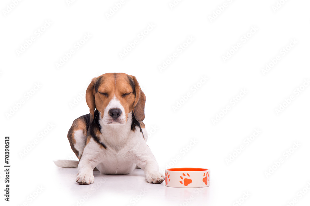 Concentrated Beagle, isolated