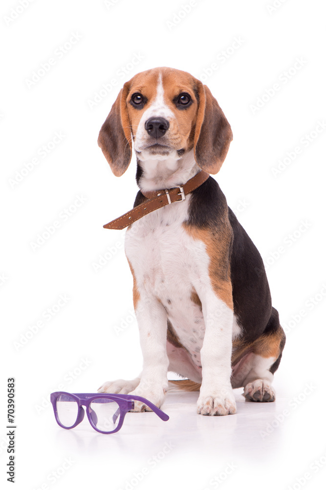 Funny Beagle with glasses