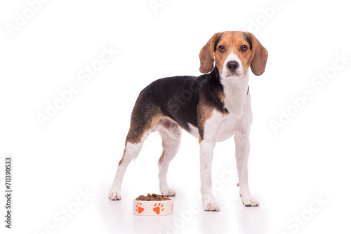 Nice Beagle standing on white background © Friends Stock