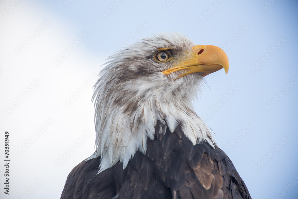 bald eagle close up bald eagle close up